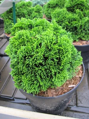 Produktbild von Chamaecyparis obtusa Juniperoides - Hinoki Scheinzypresse - 15-20
