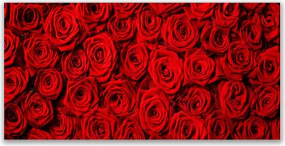 Produktbild von Glasbilder 120x60 Wandbild Druck auf Glas Roses Pflanzen