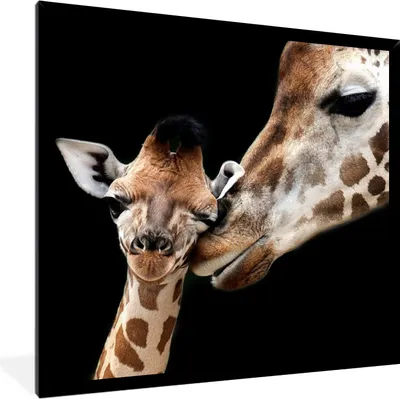Produktbild von MuchoWow® Gerahmtes Poster Giraffe - Tiere - Schwarz - Porträt - Tiere 40x40 cm - Poster mit Schwarzem Bilderrahmen Wandposter Rahmen Foto Bilder - Mit Rahmen - Wanddekoration Schlafzimmer