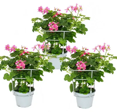 Produktbild von Französische Geranien hängend Pelargonium peltatum Ville de Paris 12cm Topf Set mit 3 Pflanzen Rosa