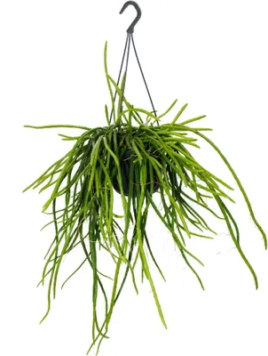 Immagine prodotto di Urban Jungle Elegance Moderno cactus semaforo con grande struttura fogliare Selenicereus wercklei 15cm