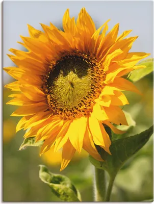Produktbild von ARTland Leinwandbild Sonnenblume Größe: 60x80 cm