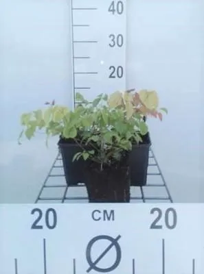 Produktbild von 6 x  Epimedium grandiflorum - Elfenblume - Topf 9 x 9 cm
