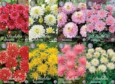 Produktbild von Niedriger Border - Dahlien "Mix", 5 Knollen, Dahlia