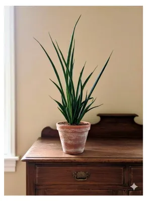 Produktbild von Sansevieria kirkii, Bogenhanf, pflegeleichte Zimmerpflanze, Höhe ca. 50 cm