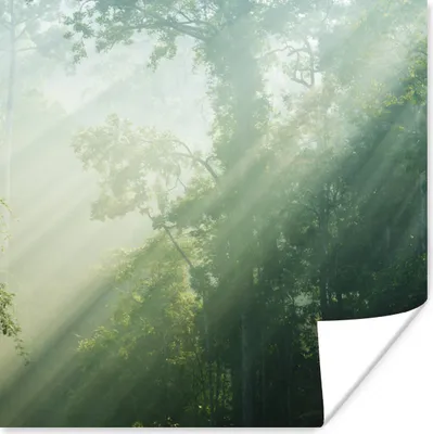 Produktbild von MuchoWow® Poster Sonnenstrahlen in einem grünen Wald in Malaysia 50x50 cm - Wohnzimmerdekoration