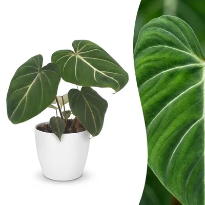 Image de Philodendron Gloriosum - Philodendron « Glorie » - avec pot blanc - 25cm - Ø12cm