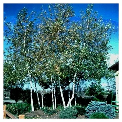 Produktbild von Japanische weiße Birke, Betula platyphylla japonica Whitespire, Baum Samen (Fast) (50)