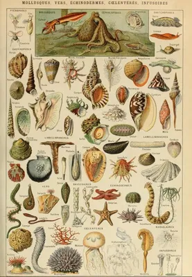 Image de Grafika Puzzle Jouet éducatif 1000 pièces Larousse Mollusques