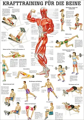 Produktbild von Lehrtafel "Krafttraining Beine", Muskelaufbau, Fitness, Bodybuilding, 100x70 cm,