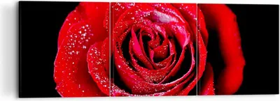 Produktbild von Bild auf Leinwand - Leinwandbild - Rose Blume Blütenblätter Wasser - 120x40cm - Wand Bild - Wanddeko - Leinwanddruck - Bilder - Kunstdruck - Leinwand bilder - Wandkunst - CA120x40-0370