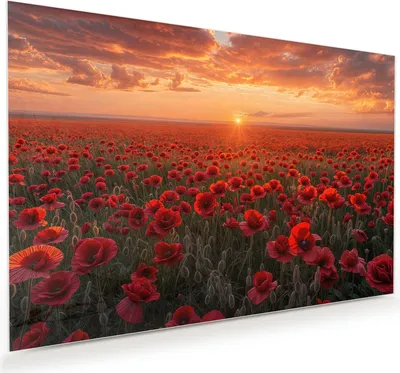 Produktbild von Glasbild 60x40cm in XXL für Wohnzimmer, Schlafzimmer Motiv Mohnfeld Sonnenuntergang