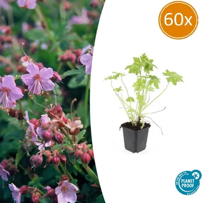 Zdjęcie produktu dla Roślina okrywowa - Geranium macrorrhizum - Doniczka 9 cm - Zestaw 60 roślin