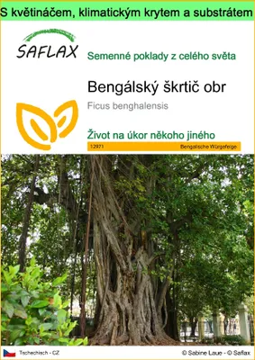 Obrázek produktu pro SAFLAX Garden to go - Bengálský škrtič obr - Ficus benghalensis - 20 Semena - S květináčem, klimatickou poklicí a pěstebním substrátem