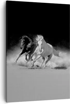 Produktbild von Bild auf Leinwand - Leinwandbild - Einteilig - Andalusier Pferde Galopp - 50x70cm - Wand Bild - Wanddeko - Wandbilder - Leinwanddruck - Wanddekoration - Leinwand bilder - Wandbild - PA50x70-4240