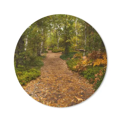 Produktbild von MuchoWow® Mauspad Mousepad Wald - Weg - Herbst - Laub 30x30 cm - Mousepads - Maus Mat - Pad - Mausunterlage - Tischunterlage - Schreibtischmatten