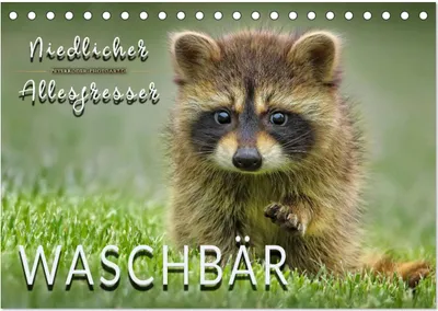 Produktbild von Waschbär - Niedlicher Allesfresser (Tischkalender 2025 DIN A5 quer), CALVENDO Monatskalender