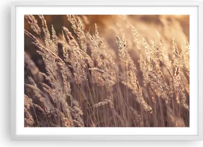 Produktbild von Gerahmtes Poster - Weißer Rahmen - Boho Ähren Feld - 70x50 cm - Wand Bild - Wanddeko - Wandbilder - Kunstposter - Wandposter - Bilderrahmen - Bilder - Kunstdruck - Wanddekoration - P2WAA70x50-4838