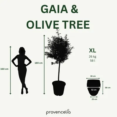 Produktbild von Provencelia Olivenbaum im Keramik Pflanzkübel GAIA Tropengrün, Ø52 x H58 cm, Olea europaea, mit schlankem Stamm, lebendige Pflanze, Mediterran, Outdoo