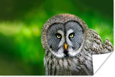 Produktbild von MuchoWow® Poster Vogel - Eule - Tiere - Braun - Porträt 60x40 cm - Schlafzimmerdekoration
