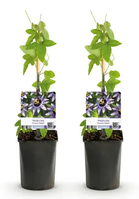 Produktbild von GreenboutiQ - Passionsblume - Passiflora Damsels Delight - Blüte Lila mit Weiß - Wenig Pflege - 2 Pflanzen - Topf 11cm Höhe 40cm