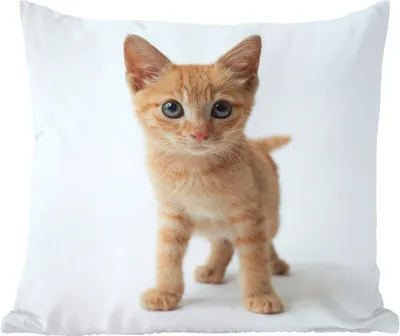 Produktbild von MuchoWow® Zierkissen Sofakissen Wohnzimmer Dekokissen 45x45 cm Katze - Rot - Kätzchen - Mädchen - Kinder - Jungen - Kind - Schlafpolster - Polster für das Sofa