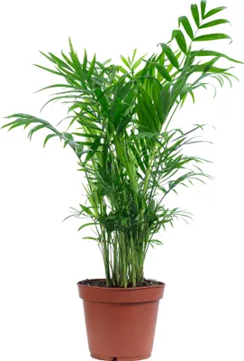 Produktbild von Bergpalme Chamaedorea – Tropische Zimmerpflanze, pflegeleicht, 65 cm hoch, Topf-Ø 17 cm