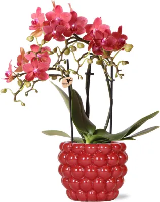 Produktbild von Kolibri Orchids | rote Schmetterlings-Orchidee - Kongo + Beeren-Ziertopf - Topfgröße Ø9cm | blühende Zimmerpflanze im Blumentopf - frisch vom Züchter