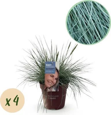 Productafbeelding van Festuca Glauca Intense Blue blauwschwingel Ziergras 4 planten wintergroen 50cm