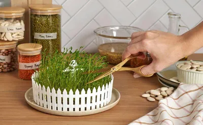 Immagine prodotto di Distributore di semi / aiuto alla germinazione