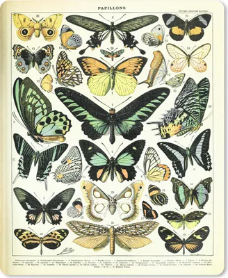 Produktbild von MuchoWow® Mauspad Mousepad Schmetterling - Tiere - Vintage 30x40 cm - Mousepads - Maus Mat - Pad - Mausunterlage - Mausmatten