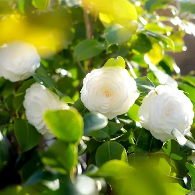 Zdjęcie produktu dla Zestaw 4 białych kamelii – Camellia japonica „Mathotiana Alba” – wysokość 25 cm – rozmiar doniczki 9 cm