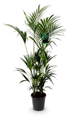 Produktbild von Zimmerpflanze - Howea Forsteriana - Kentia-Palme - Pflegeleicht - Grün - 1 Pflanze - Topf 27cm - Höhe 160-170cm