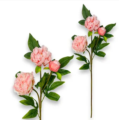 Produktbild von Gummizweig - Hellrosa Pfingstrose 80 cm