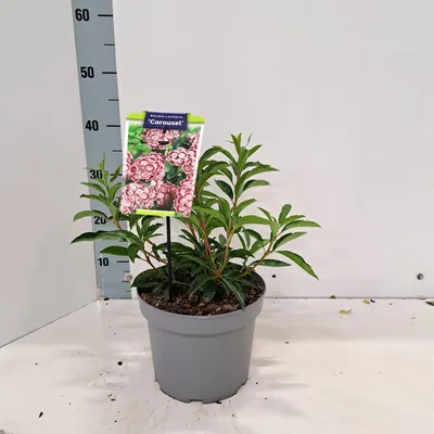 Zdjęcie produktu dla Kalmia lat. 'Carousel' – kalmia | 25–30 cm w doniczce