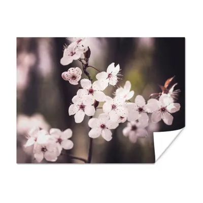 Produktbild von MuchoWow® Poster – Blumen – Weiß – Natur – Pflanze – Blume – 80x60