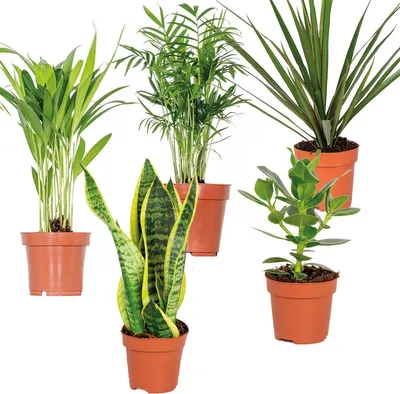 Produktbild von Bloomique - 5er-Mix - Pflegeleichte Pflanzenmischung - Chamaedorea, Sansevieria, Clusia, Dypsis, Dracaena - 20-40 cm Hoch - Topf 12 cm