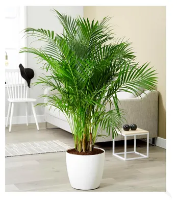 Produktbild von BALDUR Garten 1x Areca Palme ca. 120-130 cm hoch, Pflanze im 24 cm-Topf, luftreinigende Zimmerpflanze, unterstützt das Raumklima, Zimmerpalme, Dypsis lutescens, Goldfruchtpalme, pflegeleicht