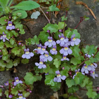 Obrázok produktu pre 6 ks rastlín Cymbalaria muralis (Muurleeuwenbek) | Kvetináč 9 cm x 9 cm