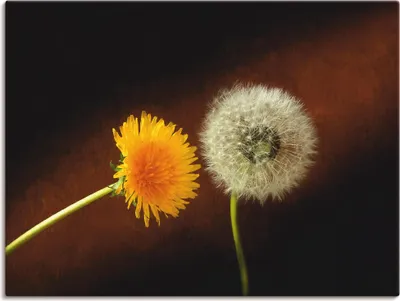 Produktbild von ARTland Leinwandbild Pusteblume Löwenzahn Größe: 40x30 cm