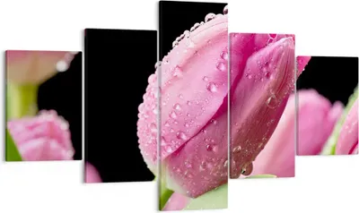 Produktbild von Bild auf Leinwand - Leinwandbild - Tulpe Blumen Tau - 125x70cm - Wand Bild - Wanddeko - Wandbilder - Leinwanddruck - Bilder - Kunstdruck - Wanddekoration - Leinwand bilder - Wandkunst - EA125x70-2483