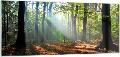 Produktbild von Bilder auf glas - Wald Blätter Sonne - 100x40cm - Glasbilder - Wandbilder - Kunstdruck - zum Aufhängen bereit - Wanddekoration aus Glas - Glas Bilder - Wandbild auf Glas - Einteilig - GAB100x40-0136