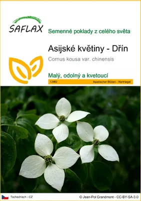 Obrázek produktu pro SAFLAX - Asijské květiny - Dřín - Cornus kousa var. chinensis - 30 Semena