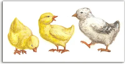 Produktbild von Coloray Acrylbild 120x60  Wandbild Acrylbilder Kunst Vögel Hühner Aquarell Malerei