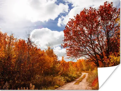 Produktbild von MuchoWow® Poster Baum - Weg - Herbst 80x60 cm - Kunst für zu Hause