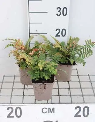 Produktbild von 6 x Dryopteris cycadina ( atrata) - Elefantenrüssel - Topf 9 x 9 cm