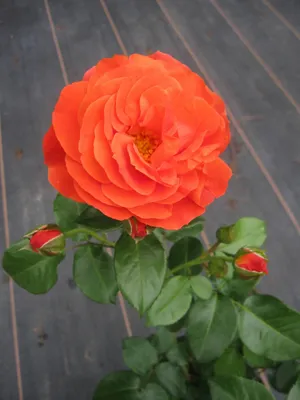 Produktbild von Rosa Morning Sun ® - Beetrose Morning Sun ® - Tantau Rose