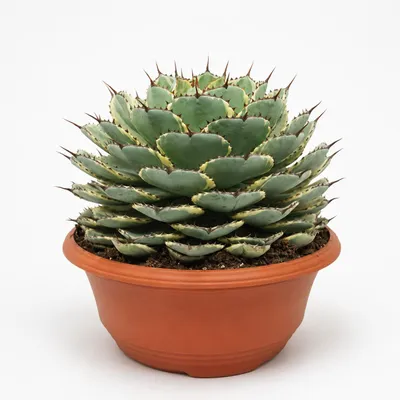 Productafbeelding van Agave potatorum variegata - Agave - Zeldzaamheid - Pot van 35 cm - 50 cm hoog