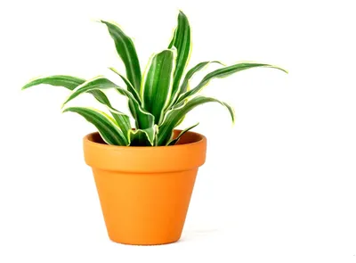 Obrázek produktu pro Gardners Dracaena fragrans mix, průměr 12 cm