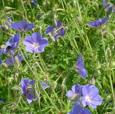 Obrázek produktu pro 6 x storchschnabel  - Geranium 'Brookside'  | Květináč 9 cm x 9 cm